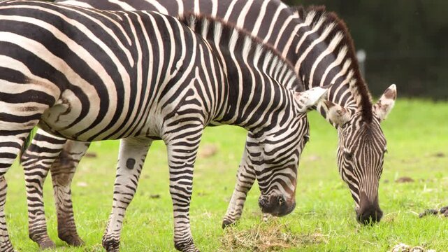 Two Zebras Grazing on Lush Green Grassland Meadow