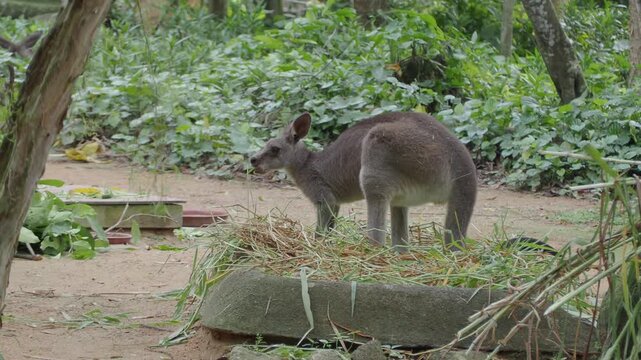 Kangaroo eating fresh green grass from stone trough outdoor zoo wildlife park.