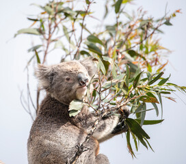 Koala,  threatened, tree clearing,  © Clive