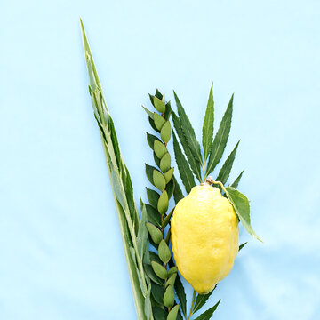 Jewish festival Sukkot traditional four species Lulav Etrog Hadass and Aravah on light blue background, copy space