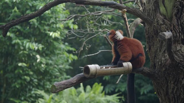 Red ruffed lemur sits on bamboo perch in lush green forest setting during daylight.