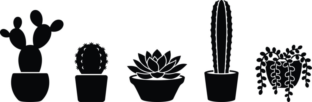 Potted succulents and cacti arranged in a decorative row