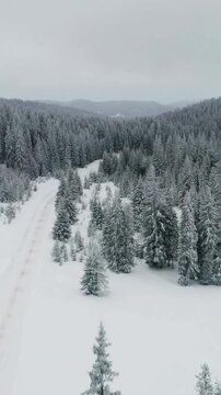 Winter snow covered coniferous forest and mountain path in serene alpine wilderness landscape