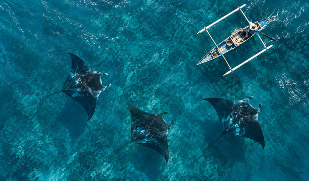 Aerial View of Manta Rays Swimming Beneath an Outrigger Boat