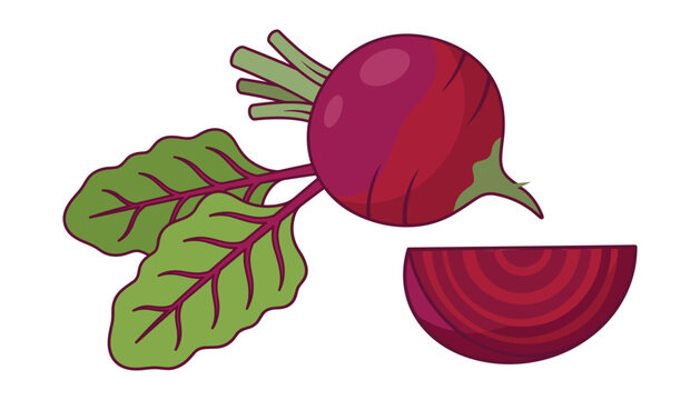 Fresh organic beetroot vector illustration featuring a whole purple root with green leaves and a cut slice isolated on white