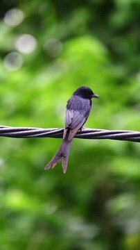 Black Drongo Bird Perched on a Wire