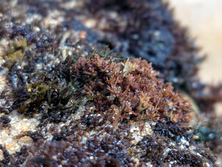 seaweed on the beach © Pavindu
