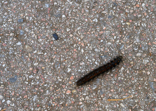 A black caterpillar crawls along the sidewalk made of granite chips