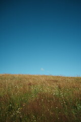 Obraz premium Golden Field Under Blue Sky