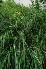 Fototapeta premium Dense Green Grass and Foliage
