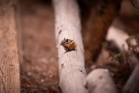 Chipmunk pn branch