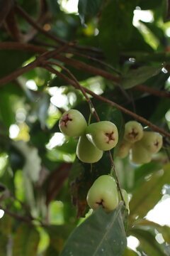 Unripe, Light Green Rose Apples Hanging from a Branch in a Lush Garden, Showcasing Natural Growth and Fresh Produce