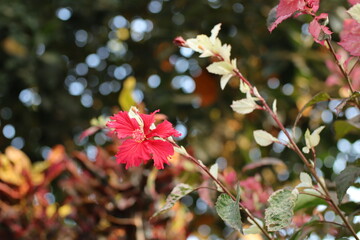 Vibrant red hibiscus bloom nestled among variegated leaves, capturing the essence of tropical beauty in soft afternoon light © nab