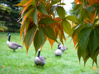Autumn leaves framing geese on a park lawn © Tilahun