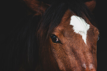 Closeup Portrait of a Brown Horse. Brown Horse Head and Face Closeup. Beautiful Brown Horse Portrait in Natural Light. © onderortel
