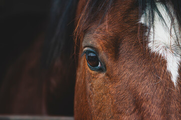 Closeup Portrait of a Brown Horse. Brown Horse Head and Face Closeup. Beautiful Brown Horse Portrait in Natural Light. © onderortel