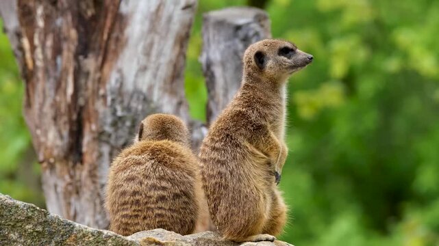 Two meerkats standing alert on a rock in a natural outdoor environment