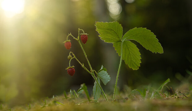 A strawberry plant bearing red fruits among green leaves in the forest ground cover. Study of edible wild berries and native plants. Habitat in the undergrowth. The study of botanical nature.Wild stra