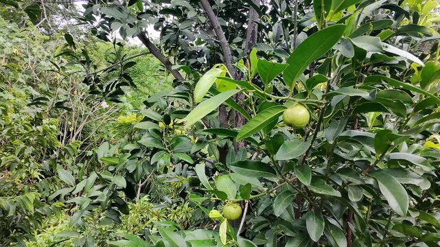 Drone Shooting Green Fruits On Black Sapote Tree Branch