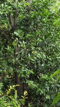 Raindrops Wetting Leaves Of Black Sapote Tree In Rain