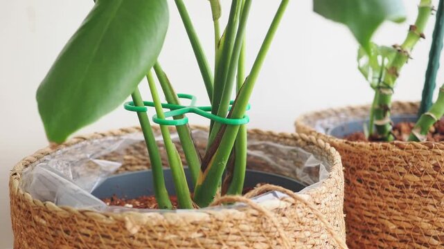 Plant care techniques for healthy growth and proper support