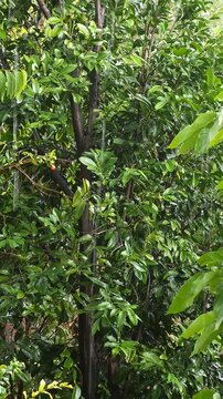 Strong Wind And Heavy Rain Swaying Black Sapote Tree Branches