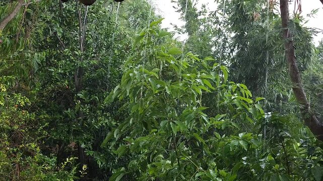 Rain And Strong Wind Swaying Garden Plants And Trees