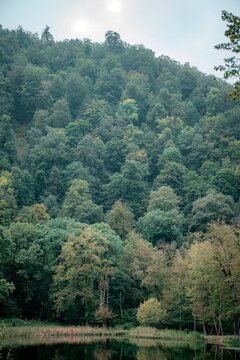 mountain landscape with trees