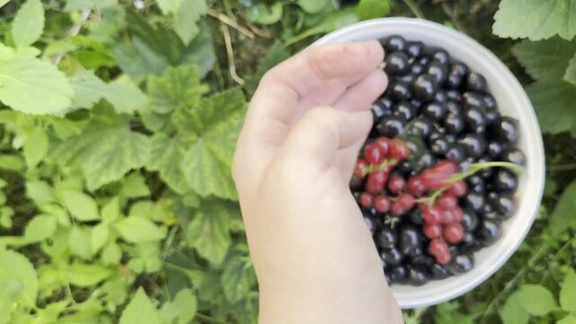 Freshly harvested black currants fill a bowl as a hand adds a red currant cluster, showing seasonal berry gathering for gardening, agriculture, nutrition, homemade food and authentic rural life. 4K