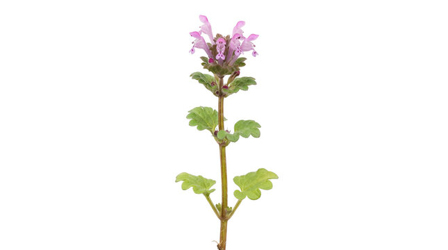 Henbit deadnettle wildflower isolated on white background, fresh blooming purple lamium amplexicaule plant, botanical herbal illustration asset