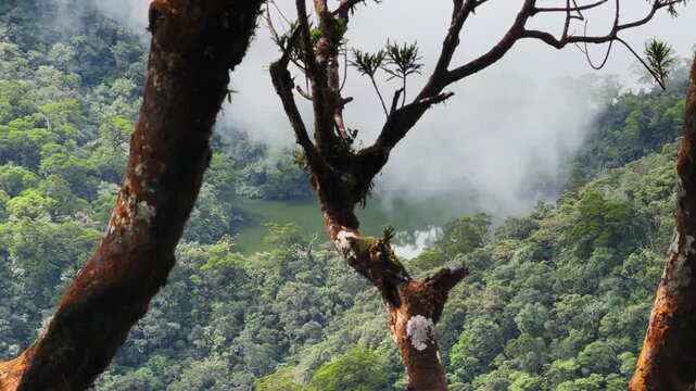 Tranquil volcanic crater lake seen through tree trunks