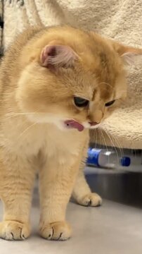 A fluffy ginger cat stands indoors and shakes its head while playing