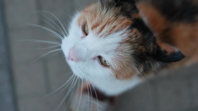 Calico cat looking up at camera on paved street. Tricolor domestic cat with green eyes and whiskers outdoors. Cute stray pet gazing at viewer from above.