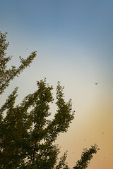 Fototapeta premium Dragonfly Flying Over Trees Against a Soft Evening Sky