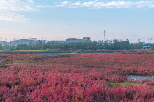 Autumn Morning Mist over Red Seepweed and Reed Field in Siheung Wetland, South Korea