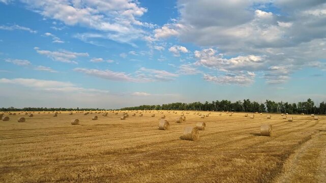 Sweeping aerial view moves along curving machine tracks past clusters of round straw bales while golden stubble extends toward a dense green tree line beneath scattered white clouds and blue sky