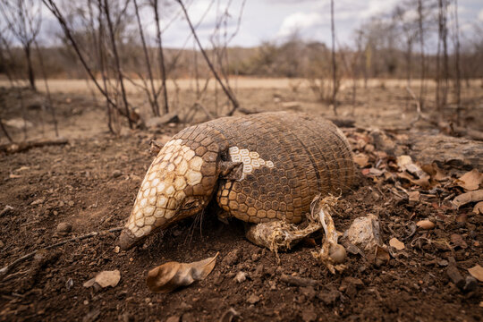 Dead and dry armadillo carapace near Lajedo de Pai Mateus, Cariri