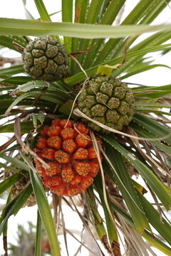 Ripe and unripe pandanus fruit growing on a tree