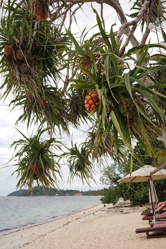 Pandanus tree with fruit on a sandy tropical beach