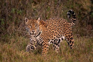 Fototapeta premium Jaguar walking on the ground in the Pantanal of Miranda