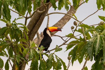 Fototapeta premium Toco toucan in the Pantanal of Miranda, Mato Grosso do Sul