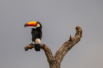 Obraz premium Toco toucan in the Pantanal of Miranda, Mato Grosso do Sul