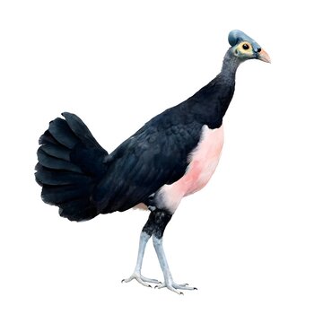 Watercolor illustration of Maleo bird Macrocephalon maleo endemic Sulawesi Indonesia isolated white background