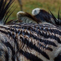 Naklejka premium Close up detail of a zebra's wet patterned fur