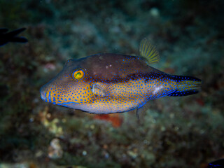 Sharpnose pufferfish swimming over tropical coral reef © Cavan
