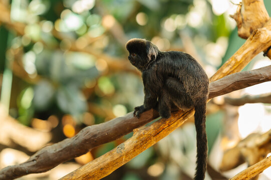 black tufted marmoset perched on branch in leafy enclosure, side profile showing fur and long tail in light