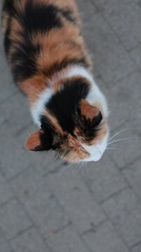 Calico cat looking up at camera on paved street. Tricolor domestic cat with green eyes and whiskers outdoors. Cute stray pet gazing at viewer from above.