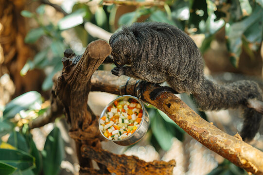 dark-furred tamarin monkey perched on branch eating chopped vegetables from metal bowl in fresh enclosure soon