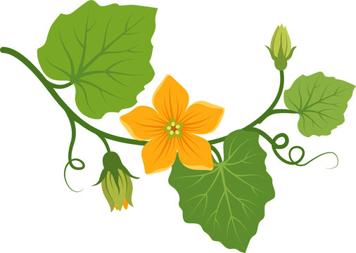 Blumenranke-Bilder: Stock-Fotos & -Videos