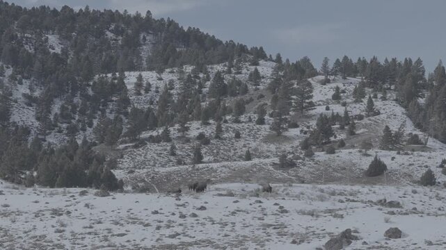 Two bison on a snowy hillside with pine forest